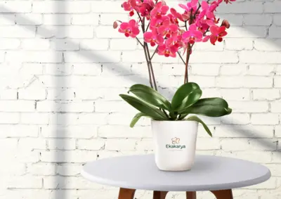 Ekakarya Graha Flora - Logo Design and Visual Identity Refreshment